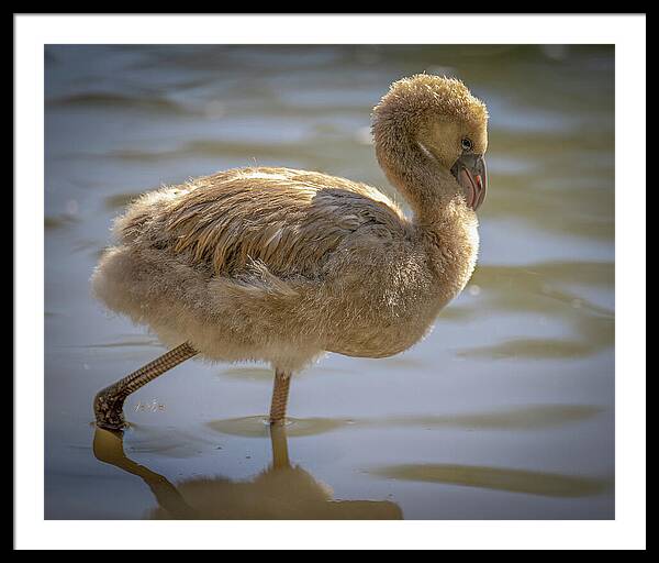 Baby Flamingo - Framed Print
