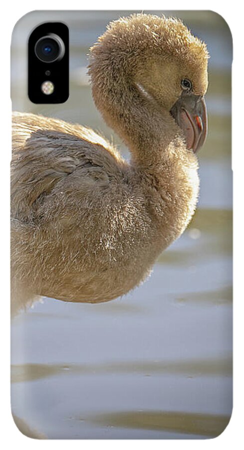 Baby Flamingo - Phone Case