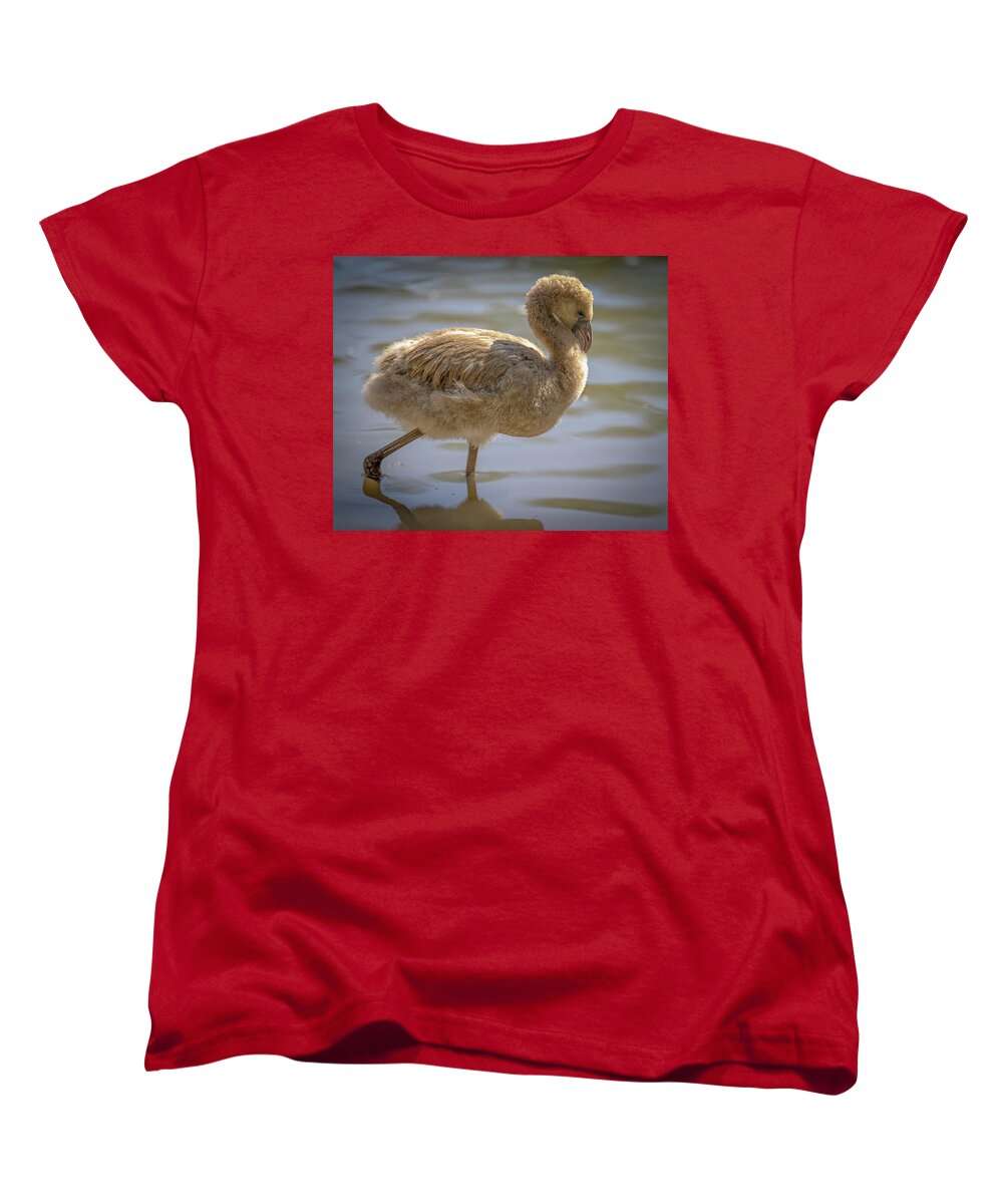 Baby Flamingo - Women's T-Shirt (Standard Fit)