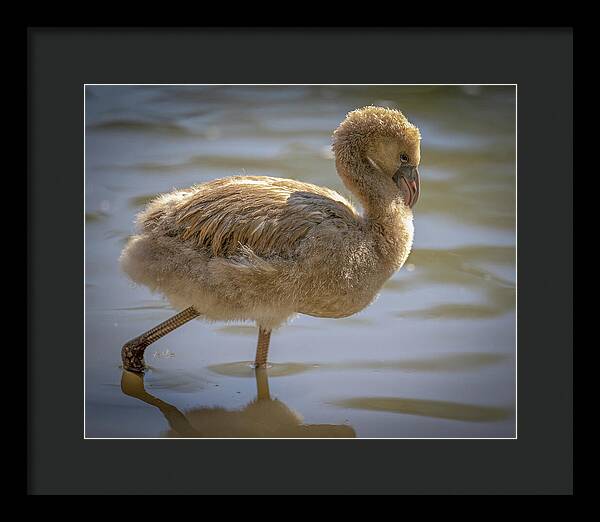 Baby Flamingo - Framed Print