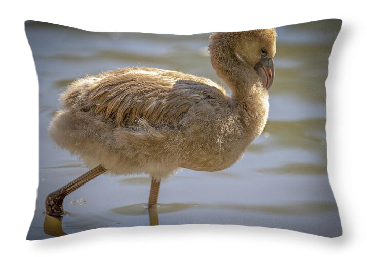 Baby Flamingo - Throw Pillow