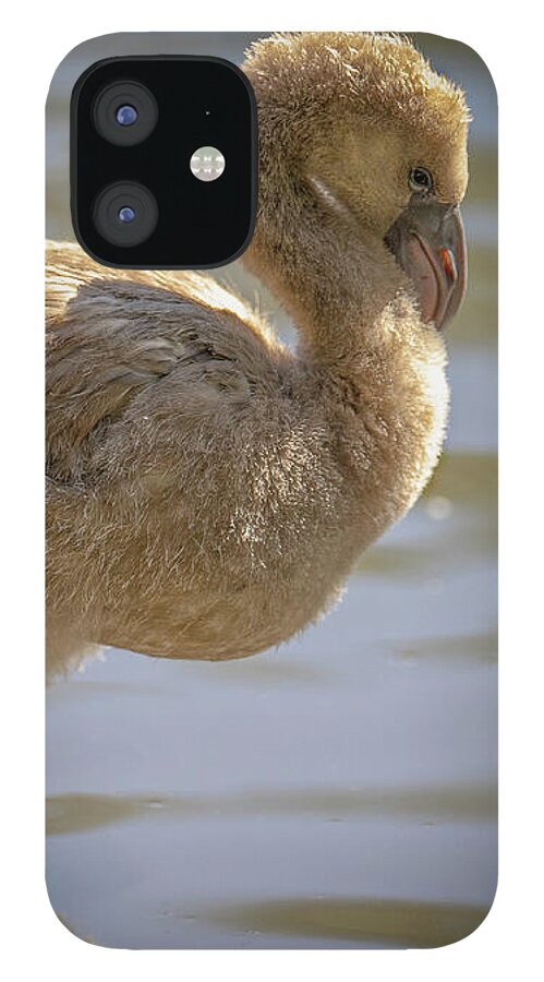 Baby Flamingo - Phone Case