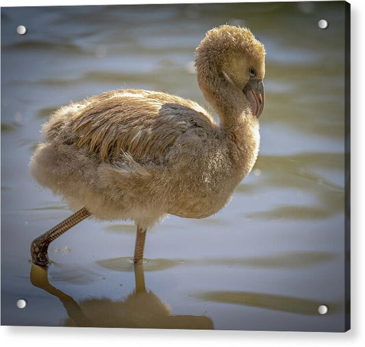 Baby Flamingo - Acrylic Print