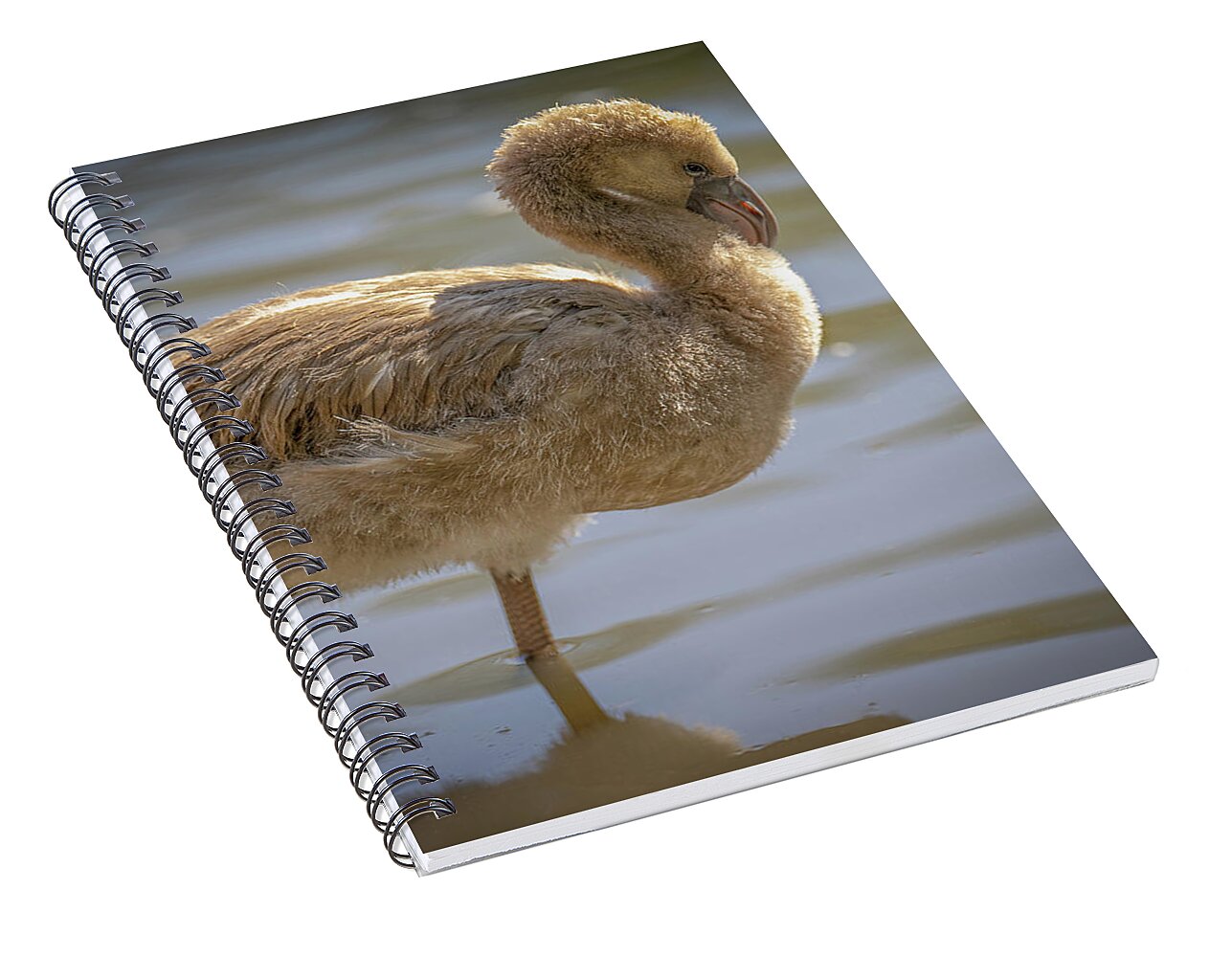 Baby Flamingo - Spiral Notebook