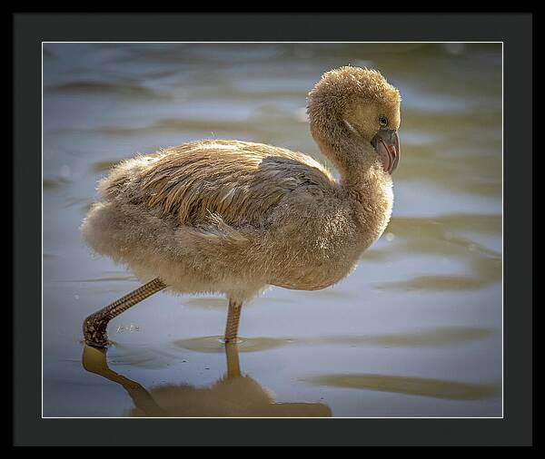 Baby Flamingo - Framed Print