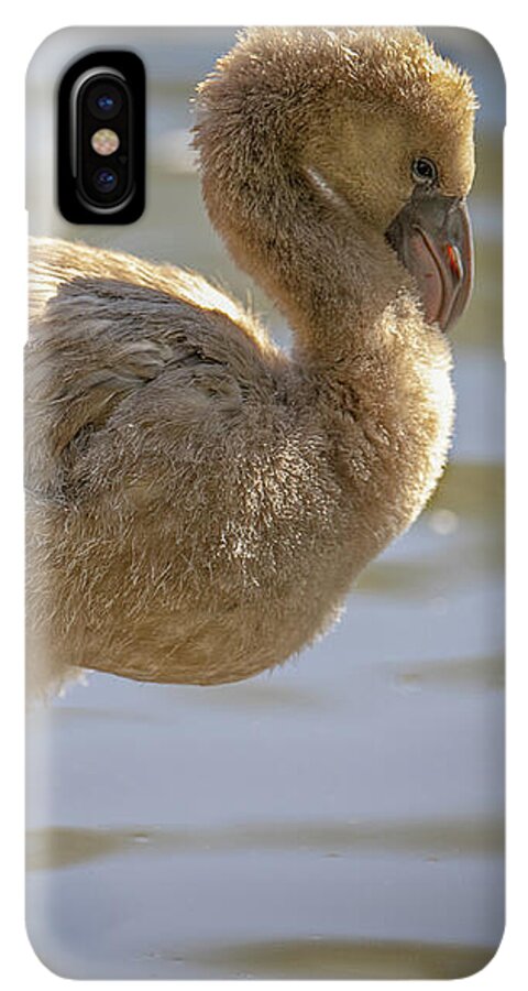 Baby Flamingo - Phone Case