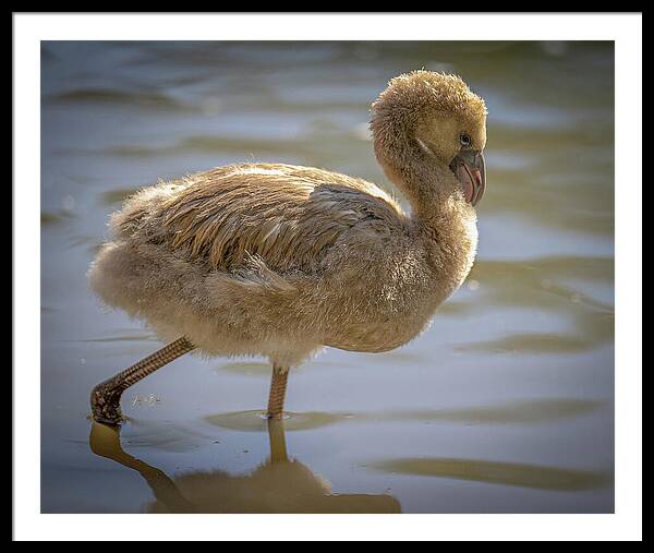 Baby Flamingo - Framed Print