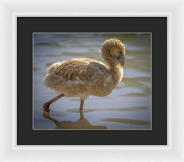 Baby Flamingo - Framed Print