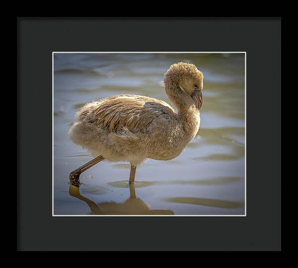 Baby Flamingo - Framed Print