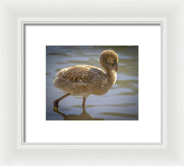 Baby Flamingo - Framed Print