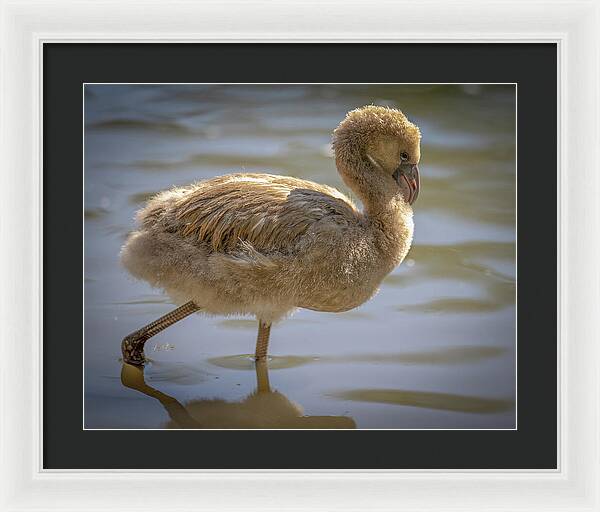 Baby Flamingo - Framed Print