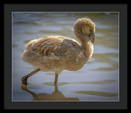 Baby Flamingo - Framed Print