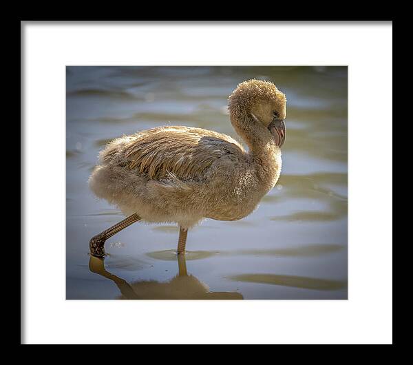 Baby Flamingo - Framed Print