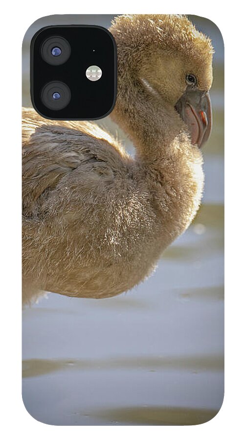 Baby Flamingo - Phone Case