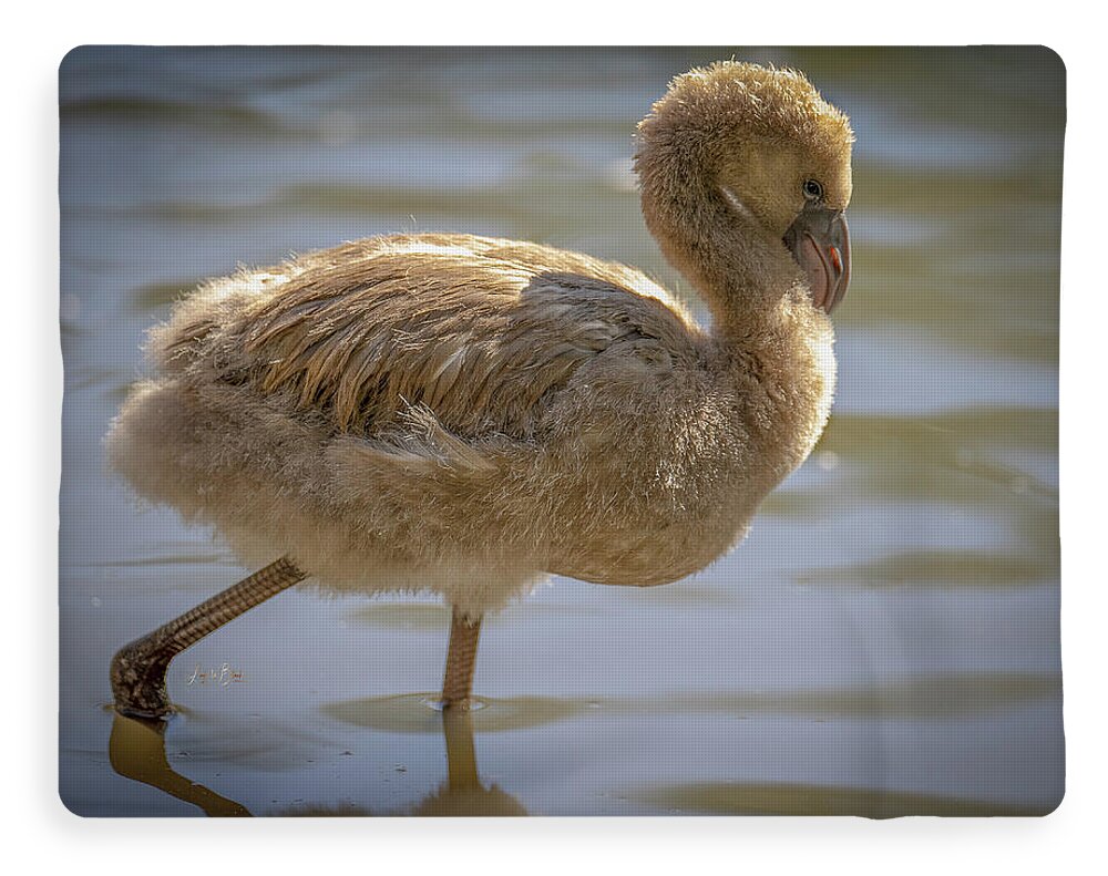 Baby Flamingo - Blanket