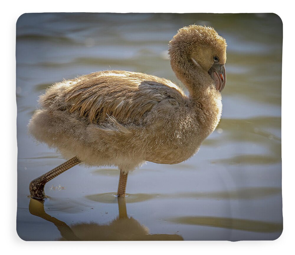 Baby Flamingo - Blanket