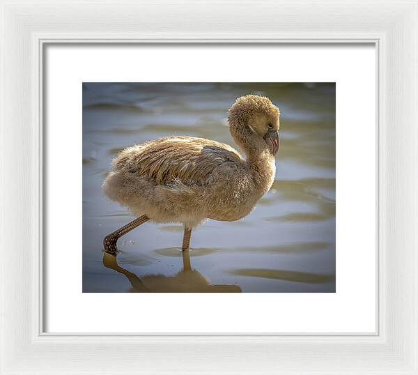 Baby Flamingo - Framed Print
