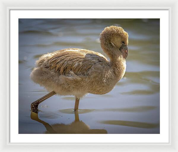 Baby Flamingo - Framed Print