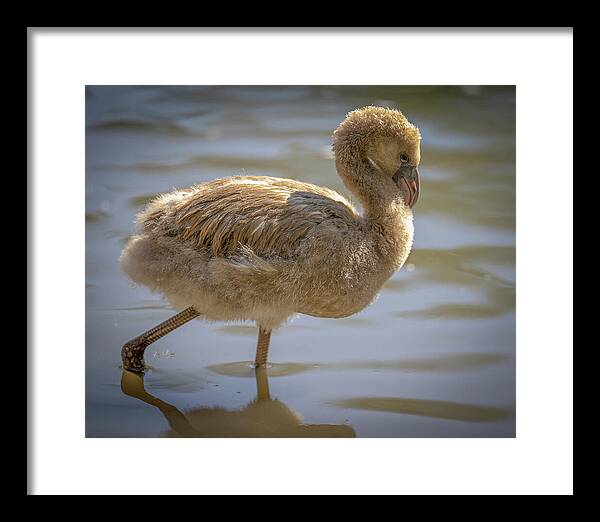 Baby Flamingo - Framed Print
