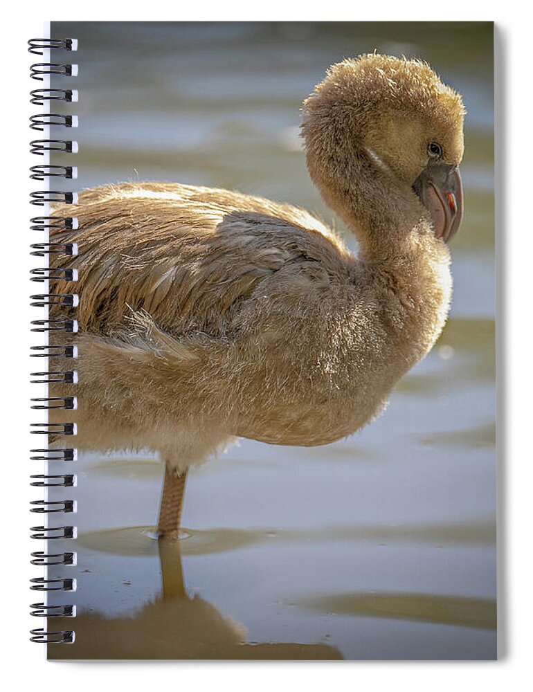 Baby Flamingo - Spiral Notebook