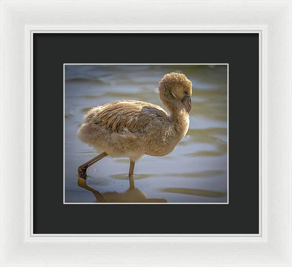 Baby Flamingo - Framed Print