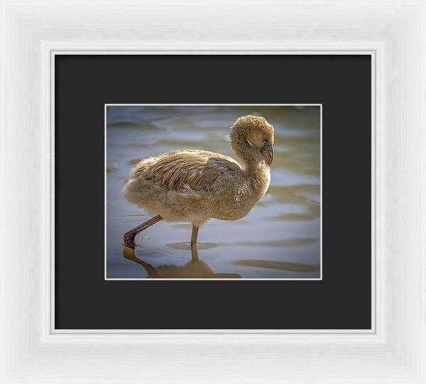 Baby Flamingo - Framed Print