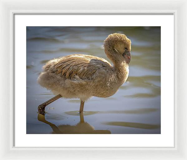 Baby Flamingo - Framed Print