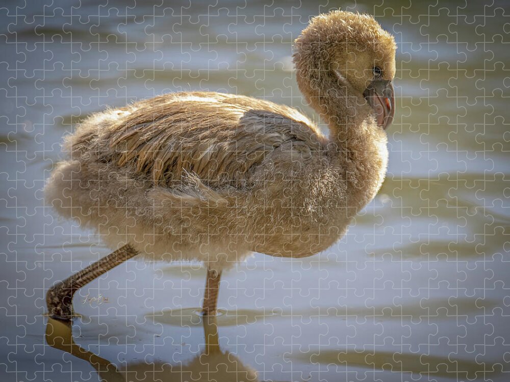 Baby Flamingo - Puzzle