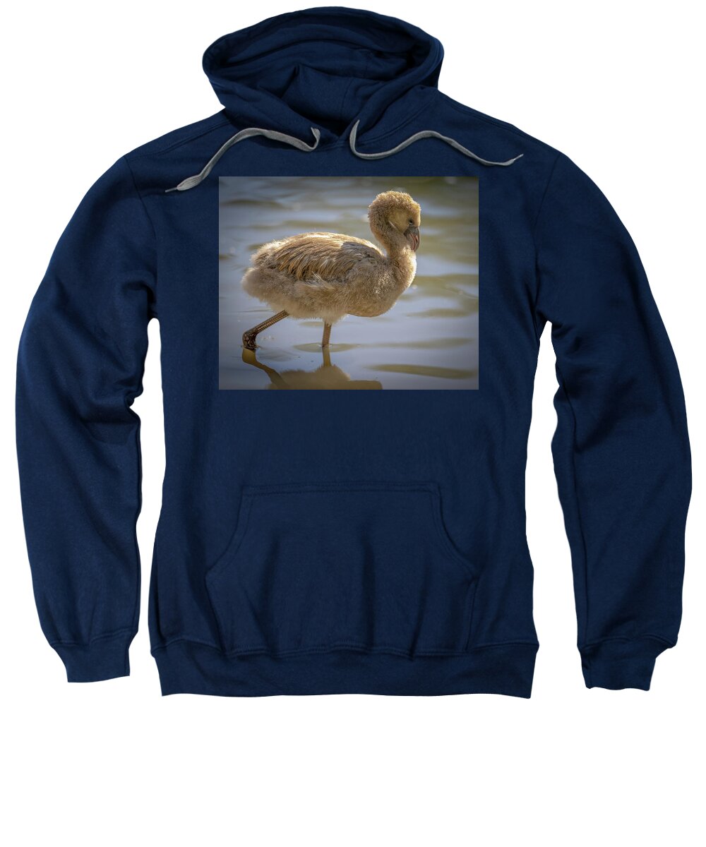 Baby Flamingo - Sweatshirt