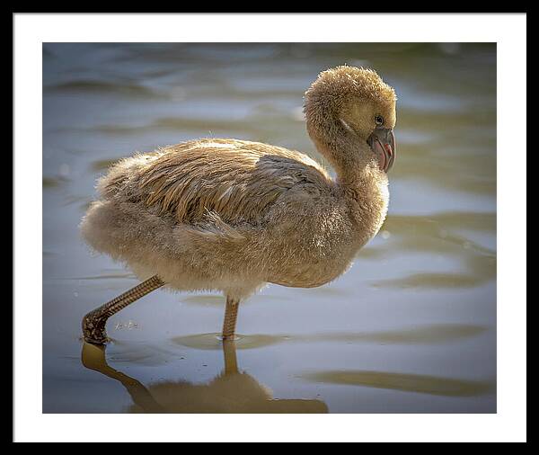 Baby Flamingo - Framed Print