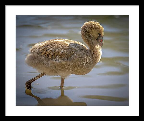 Baby Flamingo - Framed Print