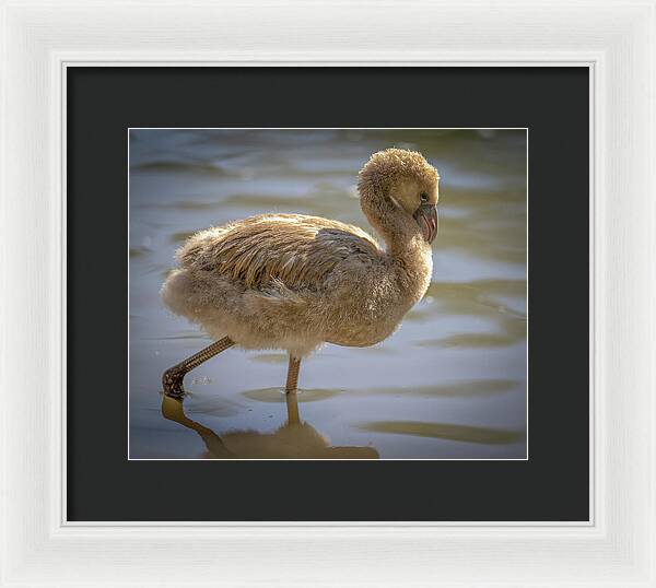 Baby Flamingo - Framed Print