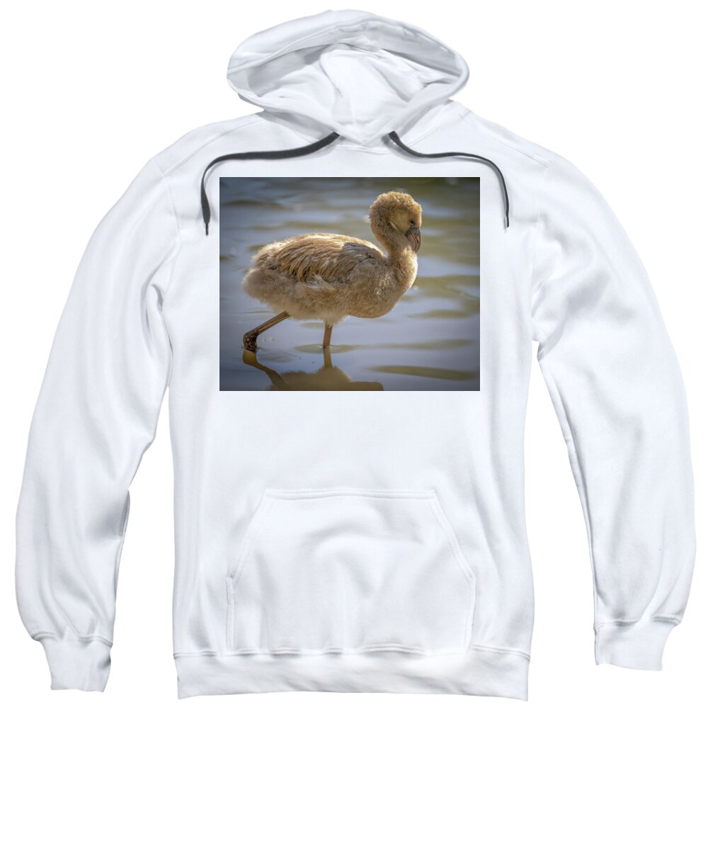Baby Flamingo - Sweatshirt