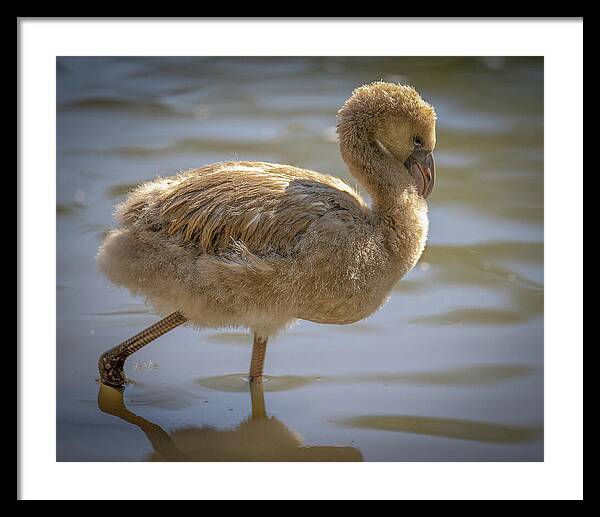 Baby Flamingo - Framed Print