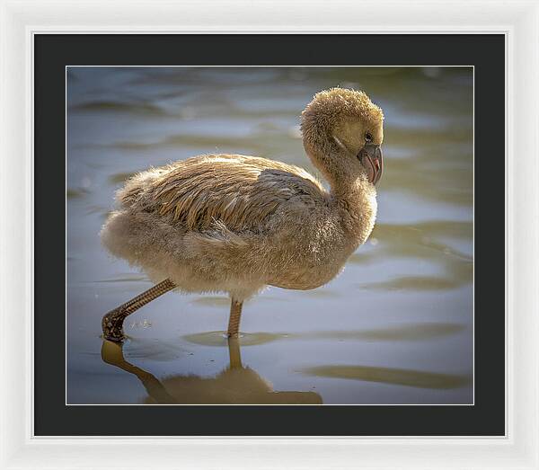 Baby Flamingo - Framed Print