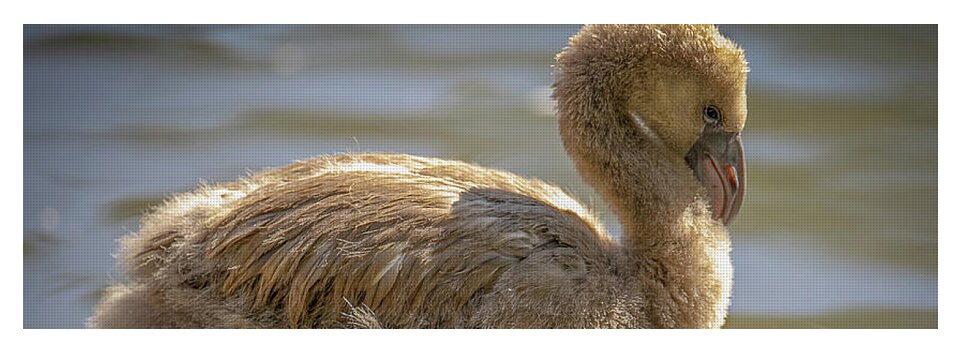 Baby Flamingo - Yoga Mat