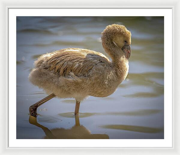 Baby Flamingo - Framed Print