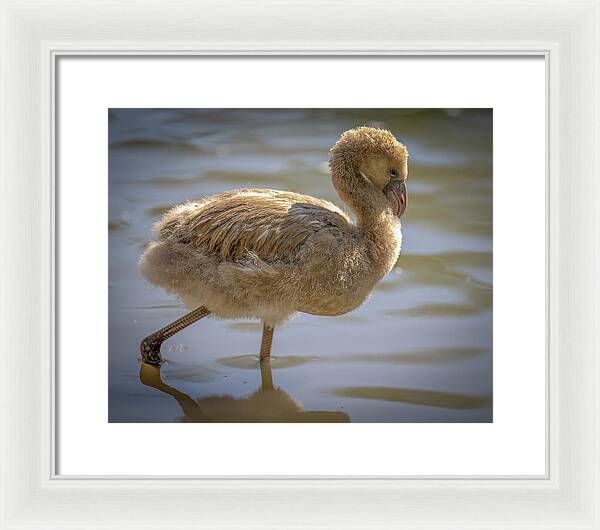 Baby Flamingo - Framed Print