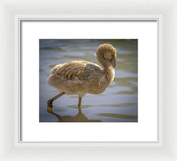 Baby Flamingo - Framed Print