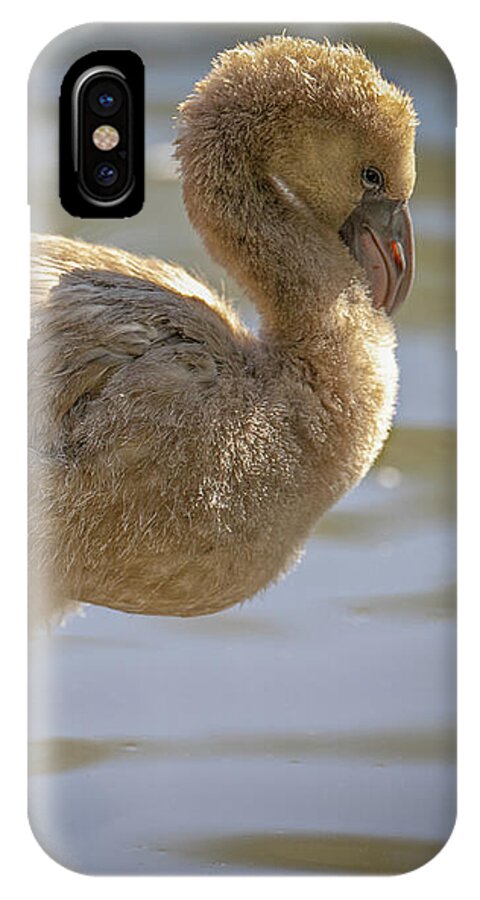 Baby Flamingo - Phone Case