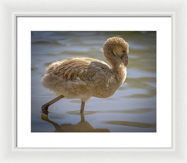 Baby Flamingo - Framed Print