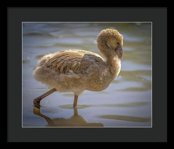 Baby Flamingo - Framed Print