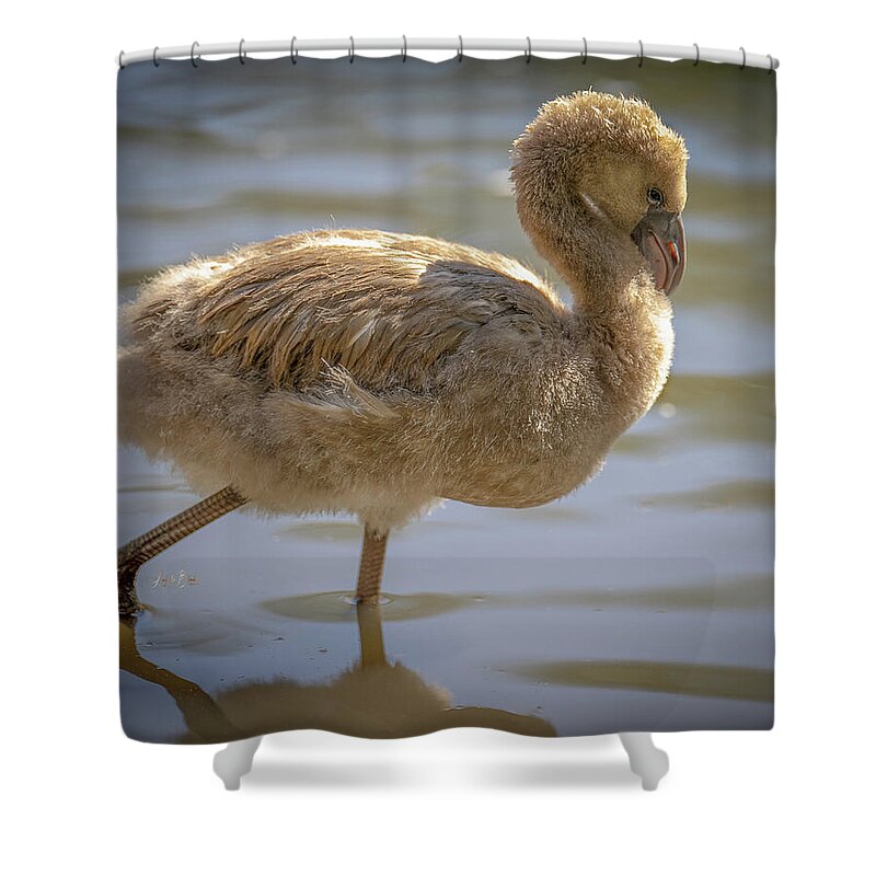 Baby Flamingo - Shower Curtain