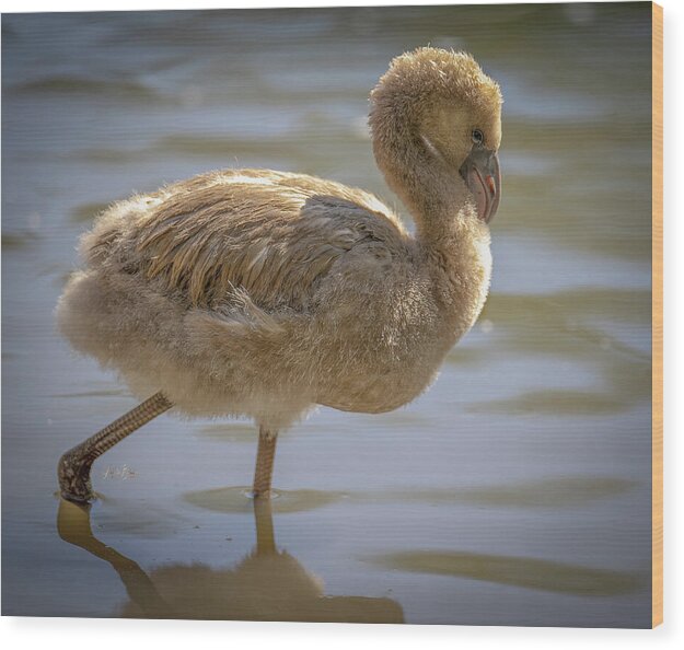 Baby Flamingo - Wood Print