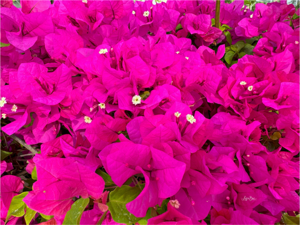 Main image Gardens III