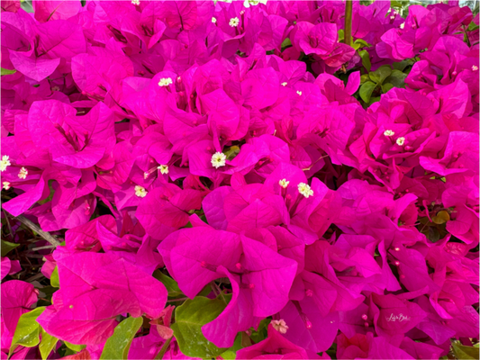 Main image Gardens III