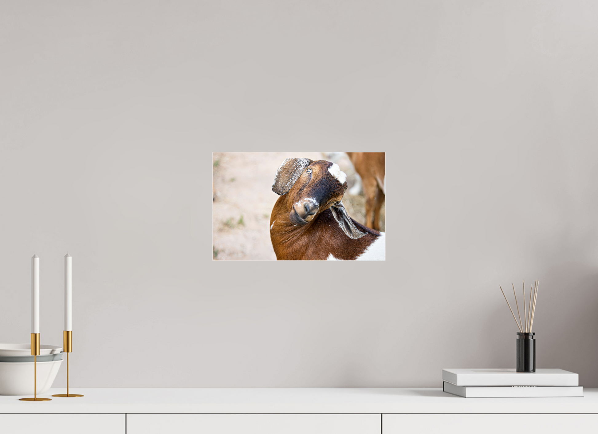 12.8 x 8″, Photo Print Under Acrylic Glass Goat Cheeeese