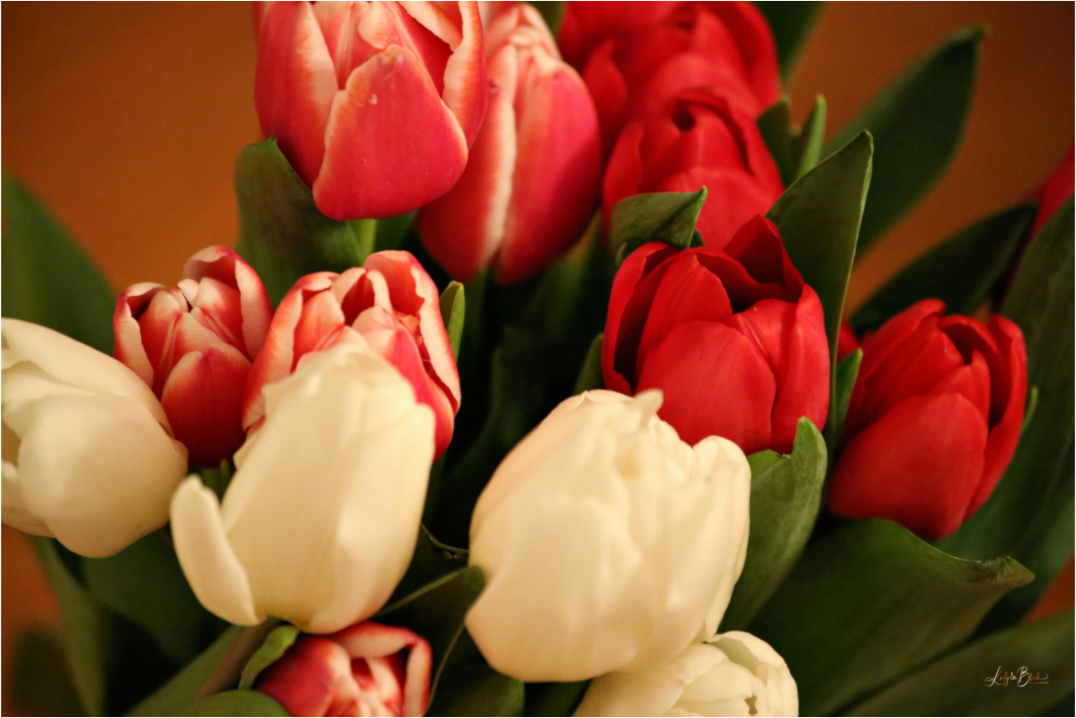 Main image Tulips