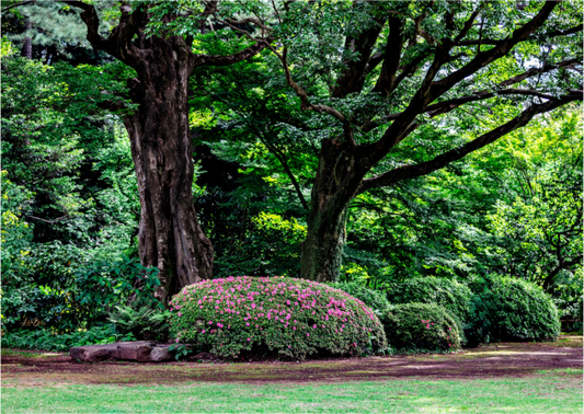 Main image Gardens of Tokyo