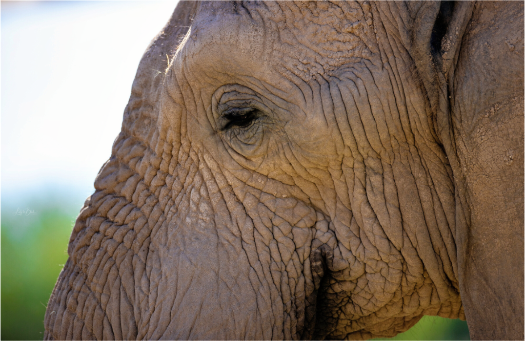 Main image Ellie In Deep Thought